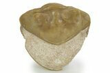 Bargain, Enrolled Asaphus Punctatus Trilobite - Russia #363093-1